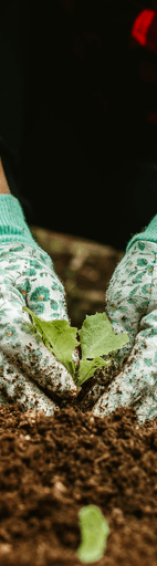 SIP Garden